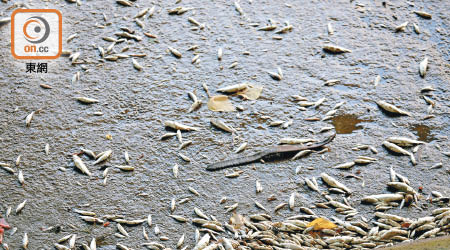大量眼凸凸的死魚伏屍城門河，非常嚇人。