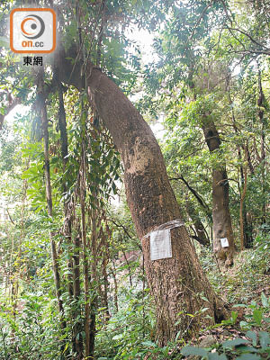路政署斜坡植林優化計劃，移除老化的台灣相思。