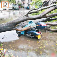 「天鴿」吹襲內地，廣東省有女子騎電單車途中被塌樹砸死。