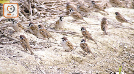 香港觀鳥會經過普查，估計今年全港約有卅一萬隻樹麻雀。（香港觀鳥會Sherman Yang提供）