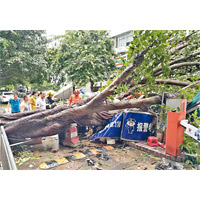 深圳黃貝路碧波花園有大樹壓倒崗亭。（互聯網圖片）