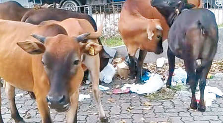 網上片段可見牛隻在垃圾堆中進食。（互聯網圖片）