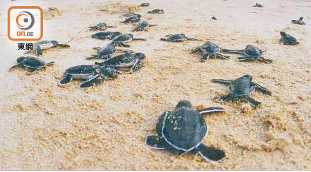 南丫島深灣有部分區域於每年六月至十月列作禁區，以保護綠海龜的繁殖地。