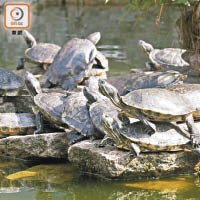 水池內有不少巴西龜。（馮溢華攝）
