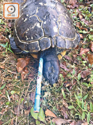 多隻巴西龜受傷或死亡，當中有鉛筆插入體內。（讀者提供）