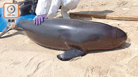 塘福泳灘發現江豚屍體。（海洋公園保育基金提供）