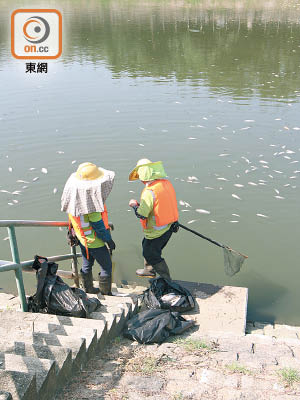 工人用網將死魚撈起。