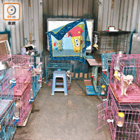 狗場中貨櫃內堆疊多個細小狗籠困狗。