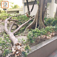 強颱風「天鴿」襲港時吹倒的樹木殘枝，康文署遲遲未清理。（陳素貞攝）