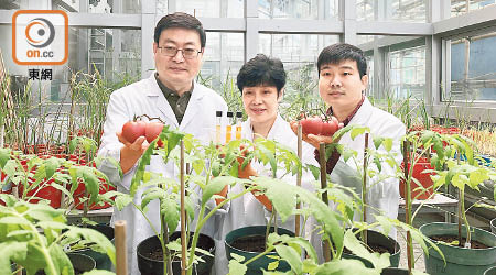 港大利用經基因改變的芥菜蛋白塗在番茄葉上，結出的番茄果實營養價值大大提升。（周翠怡攝）