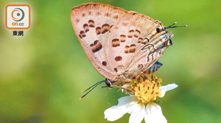 斯米玳灰蝶主要出現在熱帶地區的中南半島國家。 （受訪者提供）