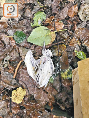 康文署職員修剪大埔鷺鳥林不當，造成「巢破鳥亡」慘劇。（資料圖片）