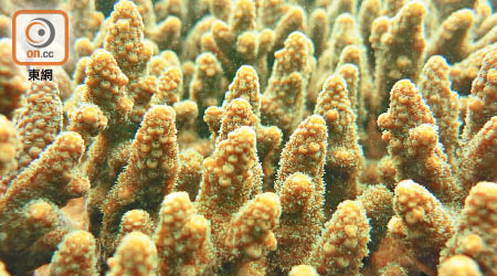 其中一個高珊瑚覆蓋率的沙塘山口，珊瑚品種豐富，包括有鹿角珊瑚。（漁護署相片）