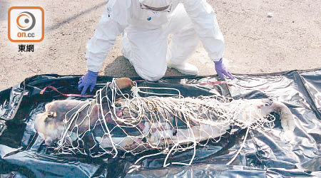 專家到場檢走豚屍化驗，證實該條海豚屬成年江豚。（海洋公園保育基金提供）