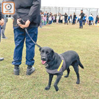 懲教署警衞犬、兩歲大的拉布拉多犬Macy大受小朋友歡迎。