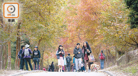 紅葉率先於大棠山道大欖郊野公園盛開，吸引人流不絕。（羅錦鴻攝）