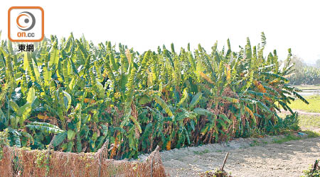 東北發展為區內帶來劇變，有地主提早收地，並種植大量「粗生」蕉樹，以博取更高價農作物賠償。