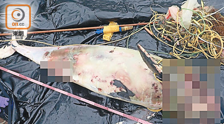 江豚屍體被發現時纏着魚網。（海洋公園提供）