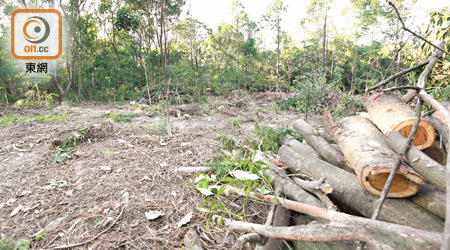 漁護署移除逾一百棵紅膠木、台灣相思等樹木。（黃雄攝）