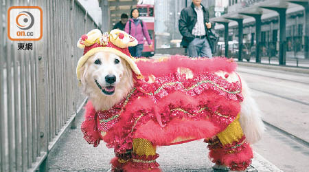 「汪星人」狗狗穿上賀年衫走到香港街頭拍照，賣萌之餘宣傳香港遊。