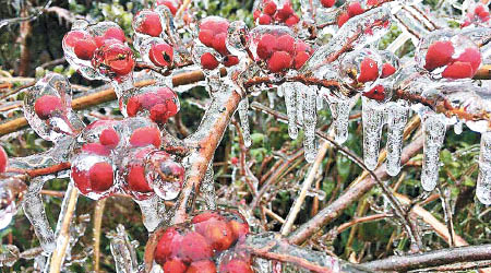 寶蓮禪寺上載一張攝於上周四的樹木結冰照片，獲得讚好。（寶蓮禪寺FB圖片）