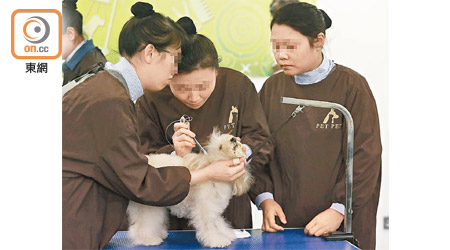 學員需完成一百四十八個小時寵物美容訓練。（陳德賢攝）