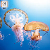 五歲多的太平洋海刺水母是館內目前年紀最大。