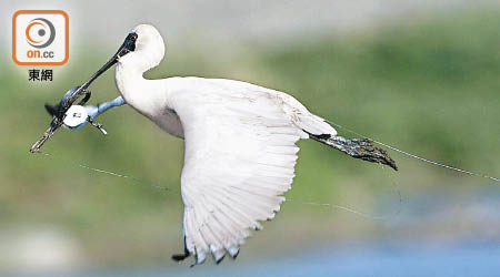 今年一月香港觀鳥會曾發現口部被捕獸器夾着的黑臉琵鷺。（受訪者提供）