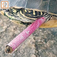 巴西龜遭人從足部插入鉛筆。（讀者提供）