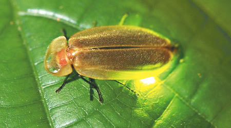 「弦月窗螢」屬本港體形最大的螢火蟲品種，放光時十分顯眼。（香港昆蟲學會提供）
