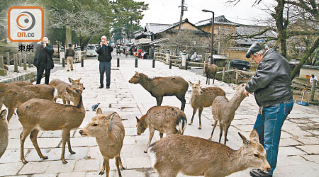 市民外遊期間與野生動物接觸時要小心。（資料圖片）