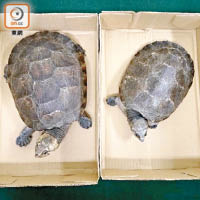 海關檢獲的活龜初步相信是馬達加斯加大頭側頸龜。