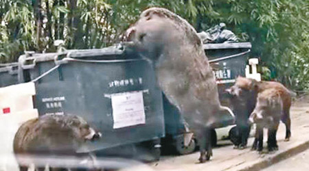 巨型野豬爬上垃圾箱覓食，多個網民分享轉載。（互聯網圖片）