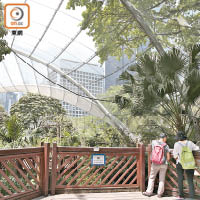 香港公園頻現鼠蹤，觀鳥園更慘變「觀鼠園」。（吳艶玲攝）