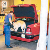 警犬協助搜車。（梁鑫文攝）