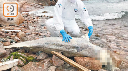 在石澳後灘擱淺死亡的江豚。（海洋公園保育基金提供）