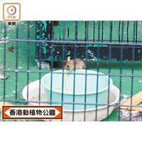 香港動植物公園內，環尾狐猴籠內有老鼠「搶食」蘋果。