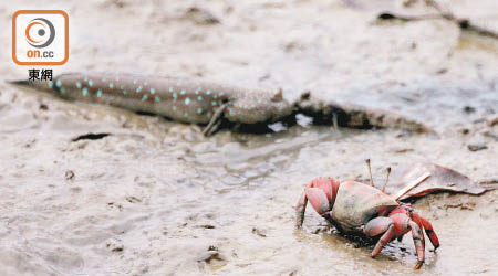 米埔自然護理區內的彈塗魚近日被肆意捕捉，影響自然生態。