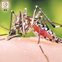 埃及伊蚊是黃熱病蚊媒之一。