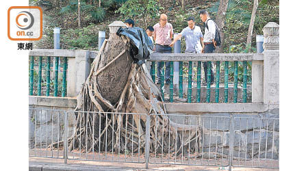 申訴專員公署宣布主動調查港大鄧志昂樓前兩棵細葉榕被斬事件。