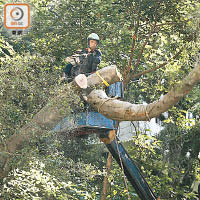 政府上月砍伐港大鄧志昂樓前的兩棵榕樹，惹來社會反響。