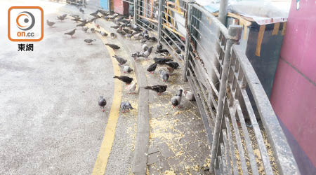 長沙灣港鐵站出口有不少野鴿盤據。
