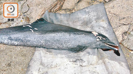 糙齒海豚擱淺在赤柱正灘。（海洋公園保育基金提供）