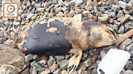 江豚屍體擱於石灘。（海洋公園保育基金提供）