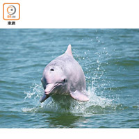 頻繁的觀豚活動嚴重干擾了中華白海豚的棲息。（受訪者提供）