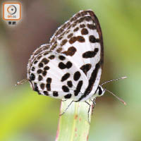 豹灰蝶的成蝶個體展翅長度介乎二十五至三十毫米，屬中小型灰蝶品種。（環保協進會提供）
