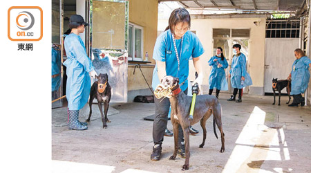 犬隻暫時由動物保護團體的義工照顧。