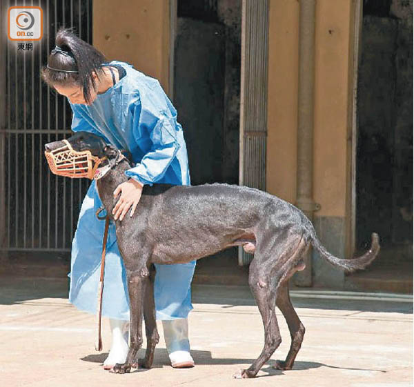 逸園設中心養533格力犬終老 東方日報