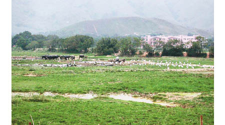 錦田水牛田十八年前是一片濕地，吸引不少雀鳥棲息。（香港觀鳥會提供）