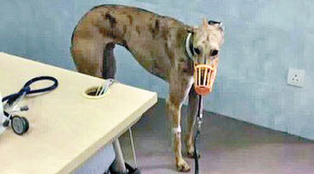 有犬隻進行絕育手術後原地「罰企」三小時。（互聯網圖片）